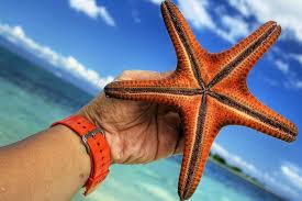 starfish3